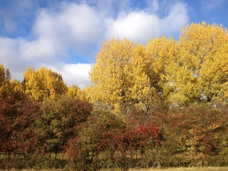 Fototapeten herfst gekleurde bomen met blauwe lucht © Carmela