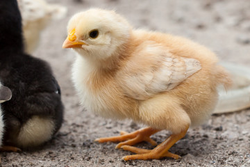 Baby chicken in poultry farm.