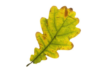 Eichenblatt mit Herbstfärbung, freigestellt