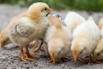 Baby chicken in poultry farm.