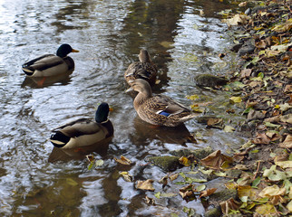 Mallard ducks and drakes on the River Don, Aberdeen