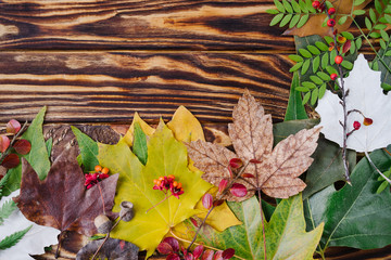 Obraz premium Autumn composition of colorful leaves and berries on wooden background. Top view, flat lay, copy space.