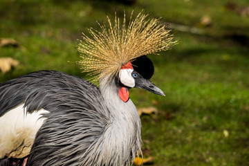 Kronenkranich - Balearica pavonina