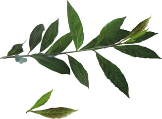 dark green laurel branch on white