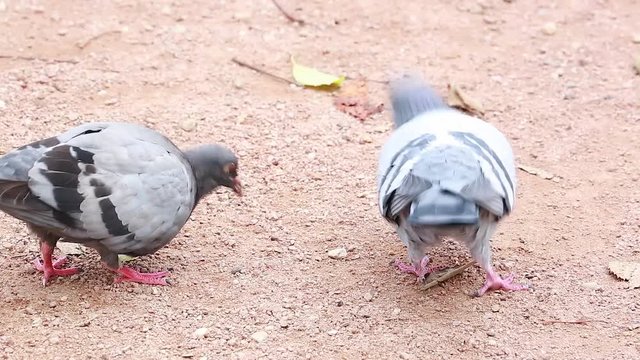 Pigeon Eating a Biscuit