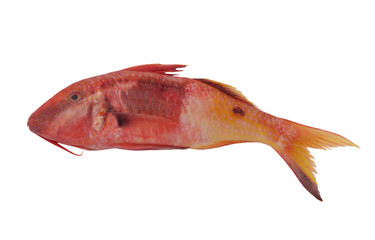 Obraz premium Colorful red mullet fish isolated on white background