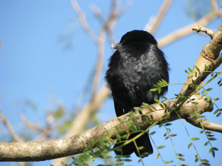 Black Thrush Bird