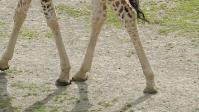 Long legged giraffe walking on the small zoo and the reflection on the ground on a sunny day