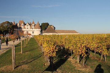 Vigne Chateau montbazillac-Dordogne