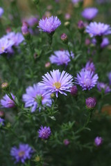 Obraz premium осенние хризантемы