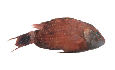 Brown parrot sea fish isolated on white