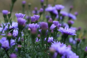 осенние хризантемы в цвету