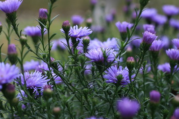 пурпурный астер, осенние цветы