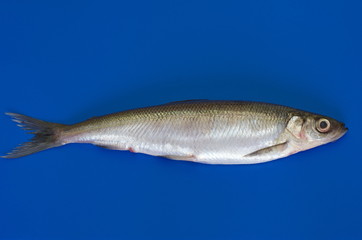 Fresh fish vendace on a blue plastic cutting Board