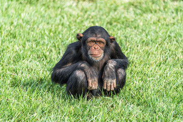 A young chimpanzee sitting on a grass field