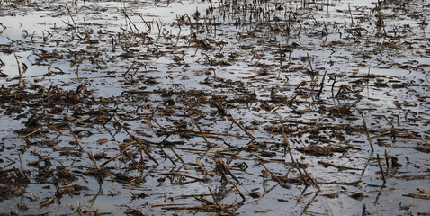 Flooded field