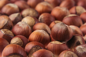 Hazelnut background. Pile of selected hazel close-up. For vegetarians.