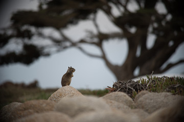 On the Lookout