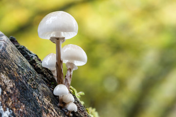 Oudemansiella mucida. Mucidas viscosas sobre tronco de haya.