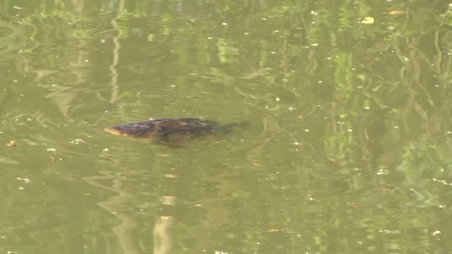 Karpfen schwimmen im Fischteich