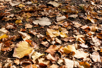 yellow and red leaves in autumn falled on the ground in a public park