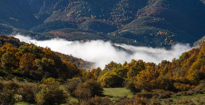 Bosques en otoño y niebla. Montañas de Riaño, León, España.