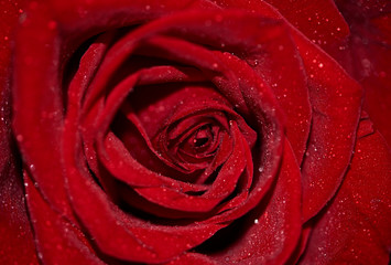 Macro shot of red rose with blooming bud and dew drops on petals. Concept of romance, valentine day and love. 