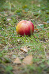 Red Apple lying on green grass.