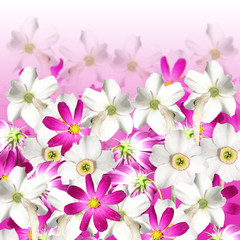 Beautiful floral background of white daffodils and pink cosmo 