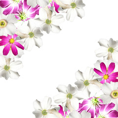 Beautiful floral background of white daffodils and pink cosmo 