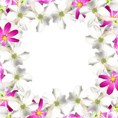 Fototapeta na wymiar Beautiful floral background of white daffodils and pink cosmo 