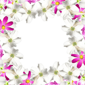Beautiful floral background of white daffodils and pink cosmo 