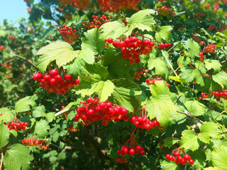 red viburnum bunches on the tree in the garden