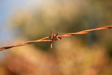 Detail of a rusty fence of thorns