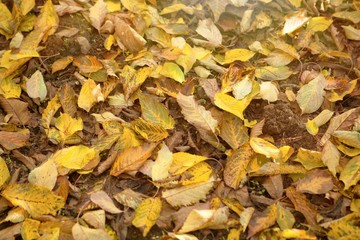 Leaves in autumn