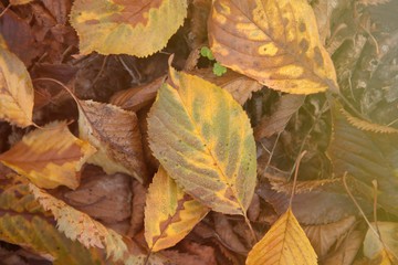 Leaves in autumn