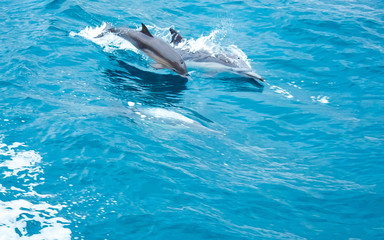 Dolphin Family