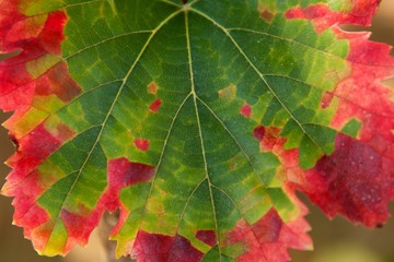 Color transformation of a leaf, green to red