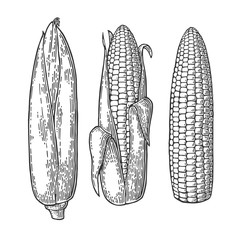 Set ripe cob of corn from the closed to the cleaned.