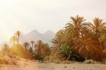 Foto auf Acrylglas Desert place with palm trees located  in southeast Spain © Gelpi