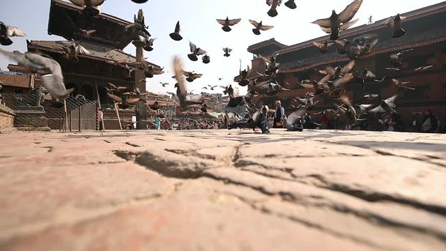 Pigeons at Patan Durbar square