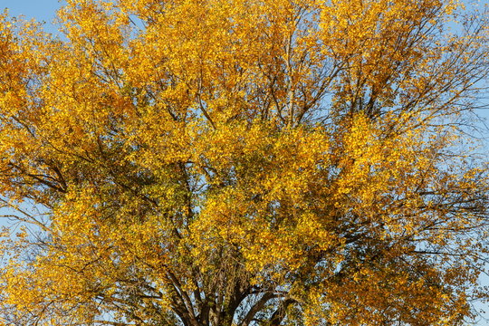 Chopo con hojas amarillas en otoño. Populus.