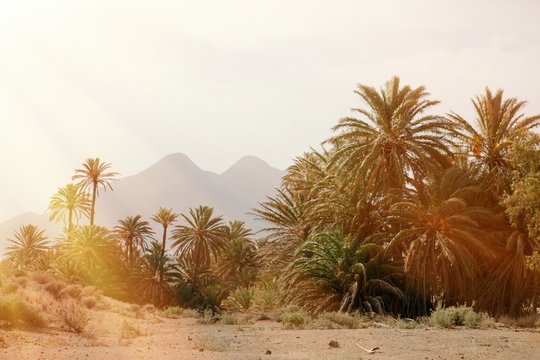 Desert place with palm trees located  in southeast Spain