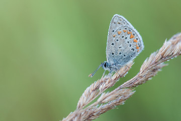 Photo of butterfly (Polyommatus icarus) on flower. with a green background.