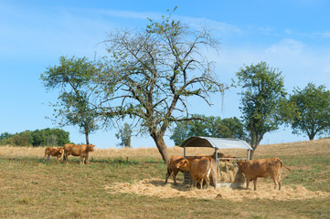 Limousin cows