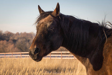 Obraz premium Stallion in Fall
