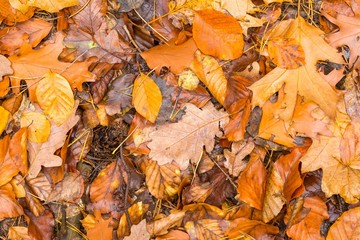 Background of orange and yellow autumnal leaves lying on ground