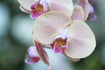 orchid flosers in close up