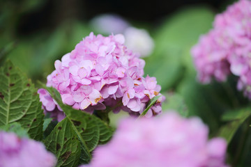 Fototapeta premium hydrangea flower in close up