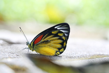 Butterfly in close up with green background